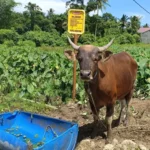 Pantau Kesehatan Hewan Kurban, Distan Datangi Puluhan Lokasi Pedagang