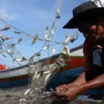 Margin Harga Jual Ikan Beda Jauh, DKP Anggap Normal