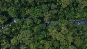 Kemenhut Perkuat Pencegahan dan Rehabilitasi Lahan Pascakebakaran Hutan