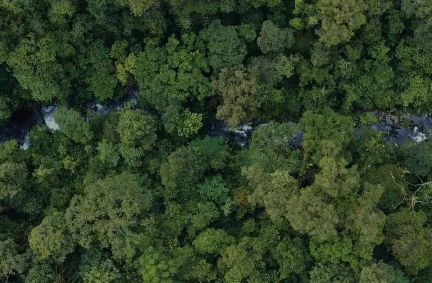 Kemenhut Perkuat Pencegahan dan Rehabilitasi Lahan Pascakebakaran Hutan