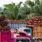 Indonesia siapkan opsi lanjutan jika Uni Eropa belum patuh pada putusan WTO terkait sengketa sawit DS593.