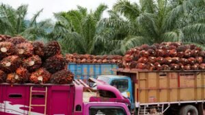 Indonesia siapkan opsi lanjutan jika Uni Eropa belum patuh pada putusan WTO terkait sengketa sawit DS593.