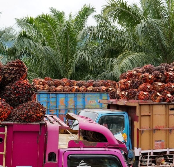 Indonesia siapkan opsi lanjutan jika Uni Eropa belum patuh pada putusan WTO terkait sengketa sawit DS593.