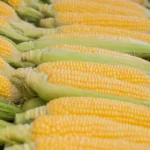 Produksi Jagung Naik Tajam, 1.200 Ton Diekspor ke Malaysia