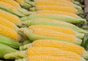Produksi Jagung Naik Tajam, 1.200 Ton Diekspor ke Malaysia