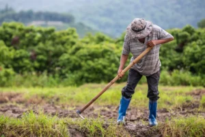 Anggaran Pertanian Naik, PKB : Harus Fokus ke Petani Milenial