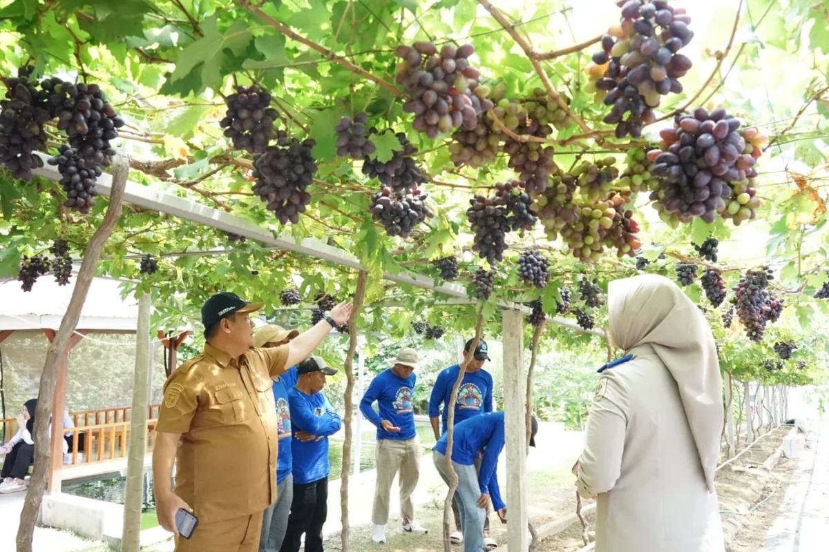 Reforma Produktif: Kampung Anggur Duyu Bangkit Jadi Contoh&hellip;