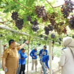 Reforma Produktif: Kampung Anggur Duyu Bangkit Jadi Contoh Sukses GTRA