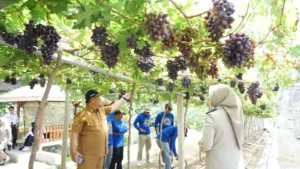 Reforma Produktif: Kampung Anggur Duyu Bangkit Jadi Contoh Sukses GTRA