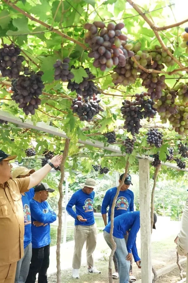 Reforma Produktif: Kampung Anggur Duyu Bangkit Jadi Contoh&hellip;