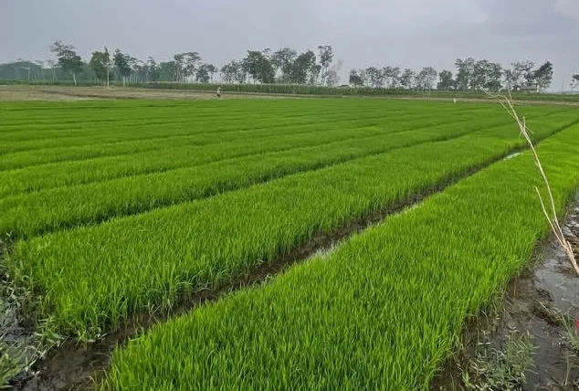 Beras Strategis Ditargetkan 34,77 Juta Ton pada 2026&hellip;