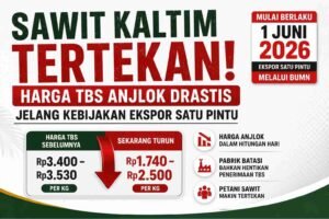 harga sawit turun